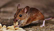 24 Hour & Emergency Exterminators in Badin Lake, NC